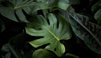monstera grön växt växthuset skövde
